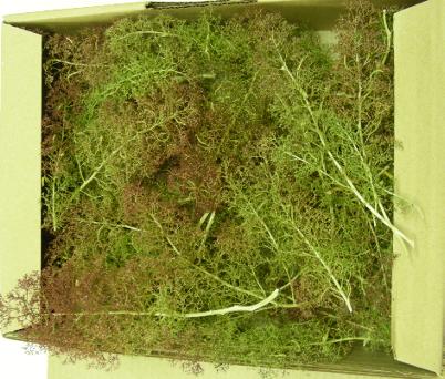 GPP az02 BOITE 25-30 Arbres ZEESCHIUM HO Maquettes 1:0