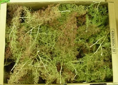 GPP az03 BOITE 30-45 Arbres ZEESCHIUM HO Maquettes 1:0