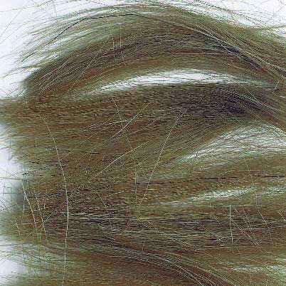 HERBE HAUTE